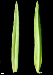 Veronica scutellata. Leaf surfaces, adaxial (left) and abaxial (right). Scale = 1 mm.
 Image: P.J. Garnock-Jones © Te Papa CC-BY-NC 3.0 NZ